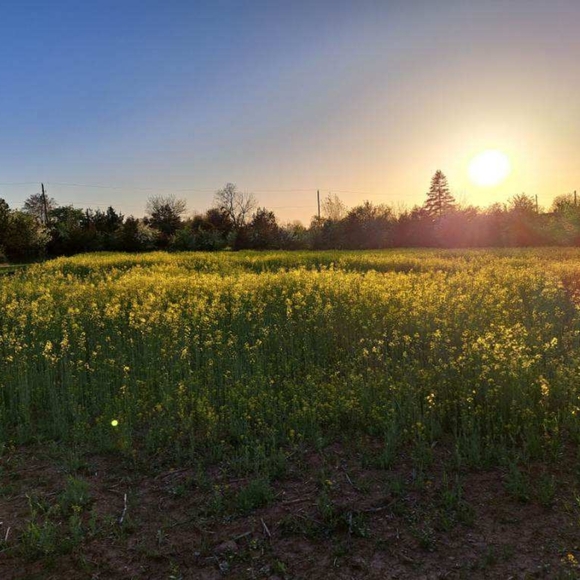 Meet your Posher, Maddie Lou - Picture 2 of 2